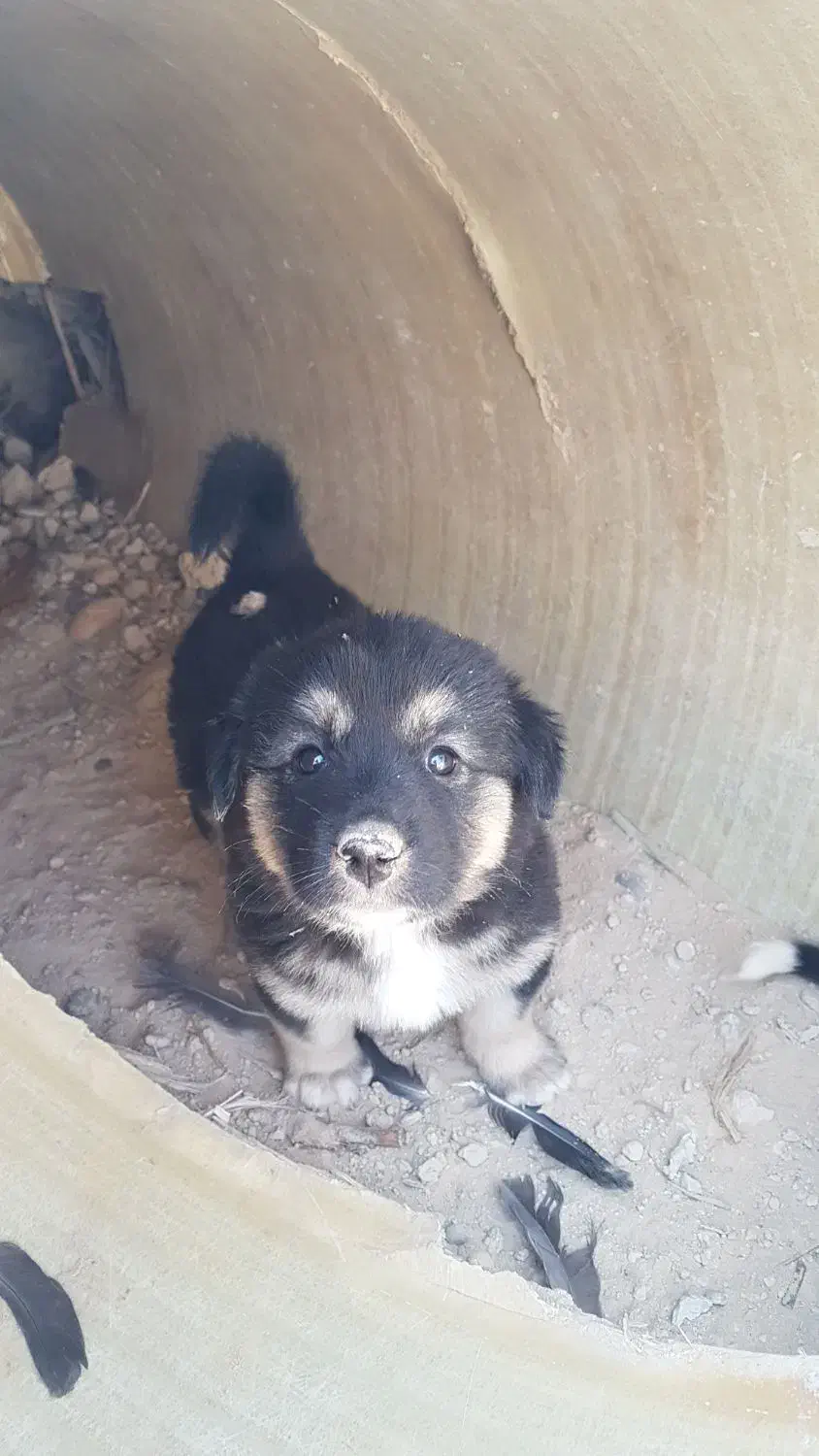 سه عدد توله|سگ|بندر ماهشهر, |دیوار