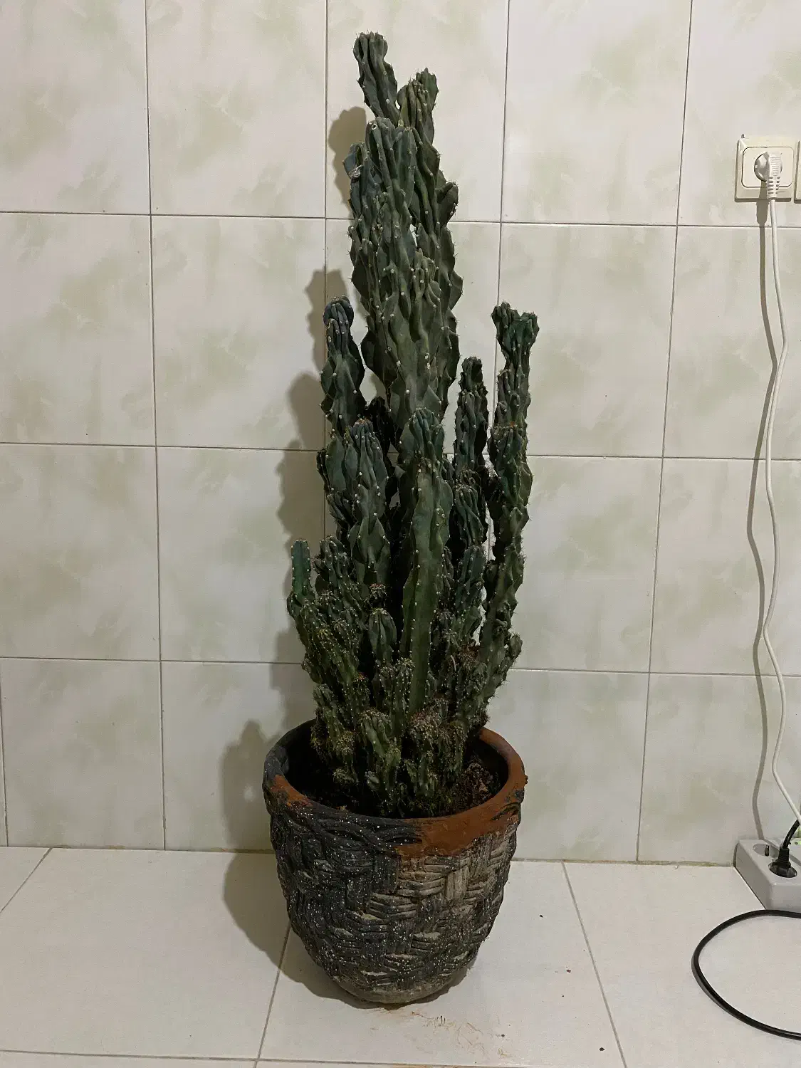 کاکتوس غول پیکر صخره ای|گل و گیاه طبیعی|هشتگرد, فاز ۱ مهستان|دیوار