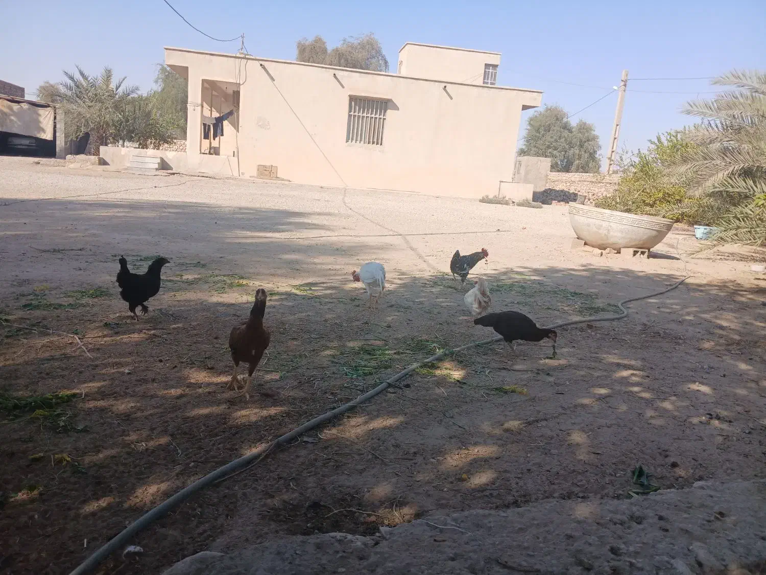 مرغ و خروس|حیوانات مزرعه|بندرعباس, |دیوار