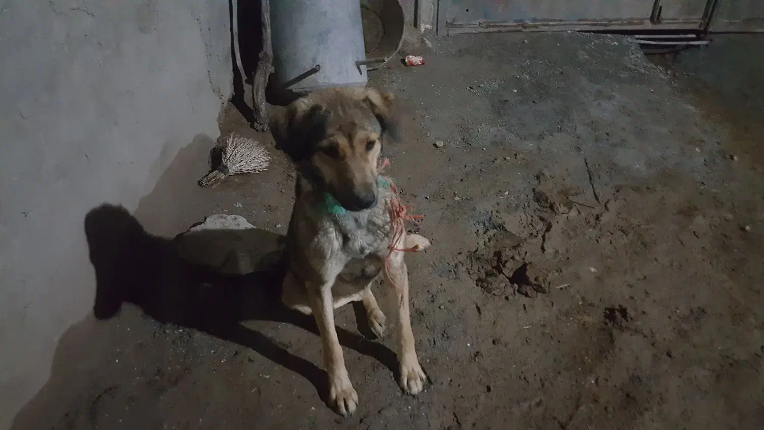 سگ گله نر و ماده|سگ|قروه, |دیوار