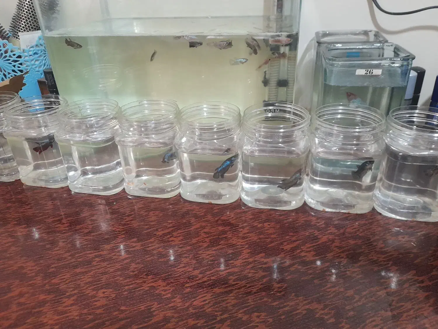 ماهی فایتر|ماهی|تهران, سلیمانی|دیوار