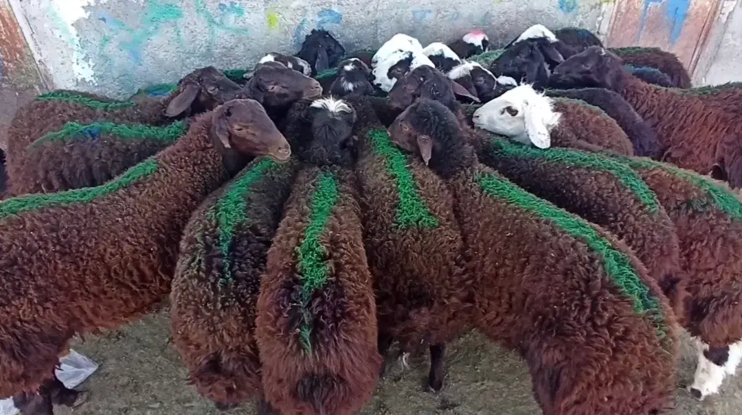 بره نر سبک مخصوص مال شناس ها|حیوانات مزرعه|نیشابور, شهرک فیروزه|دیوار