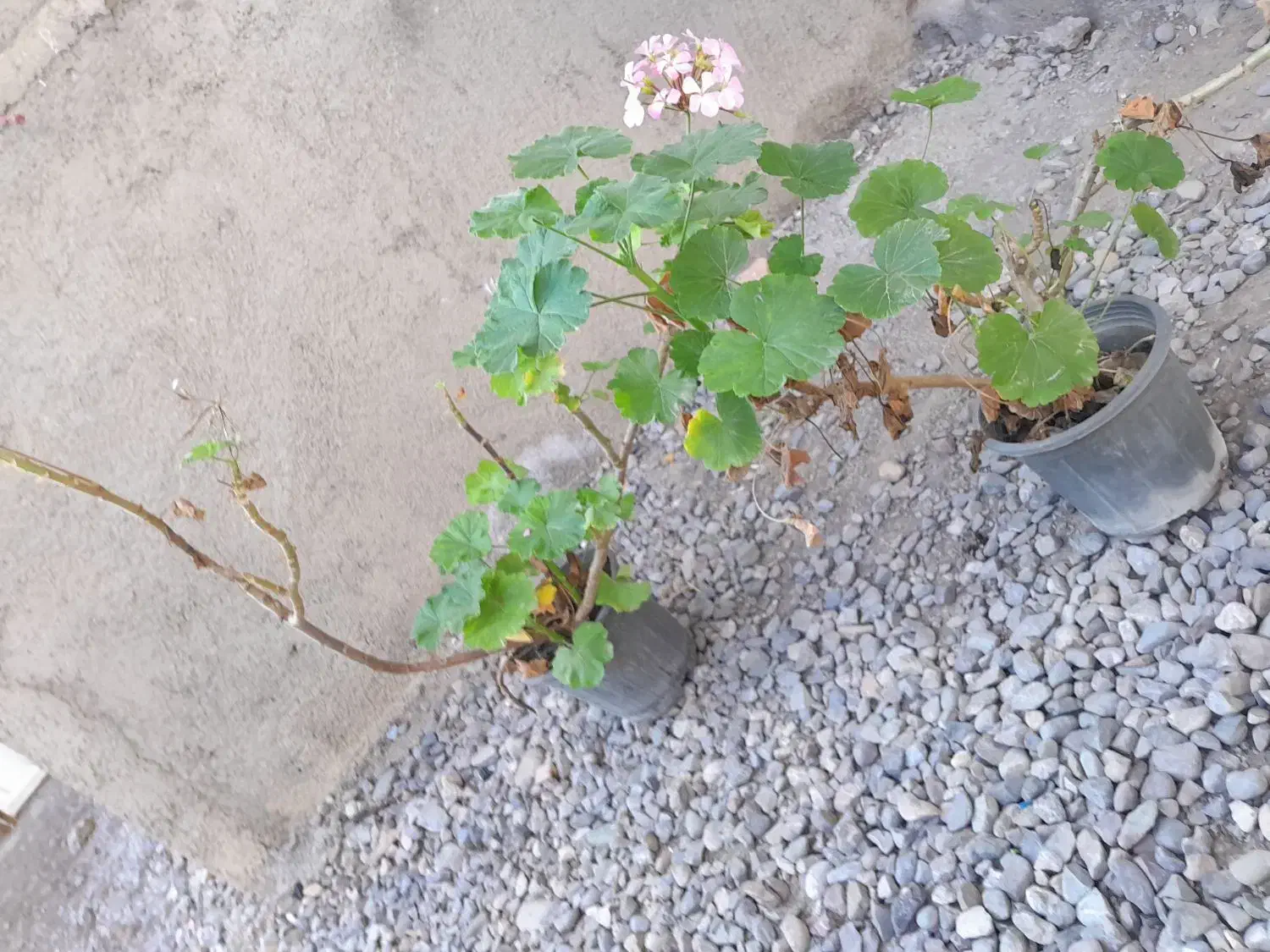 گل قاشقی و شمعدونی|گل و گیاه طبیعی|فاضل آباد, |دیوار