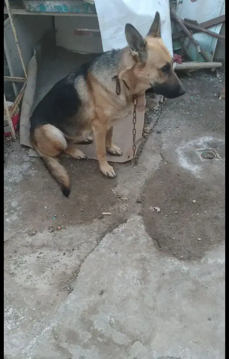 واگذاری|سگ|مشهد, هفت تیر (نه دره)|دیوار