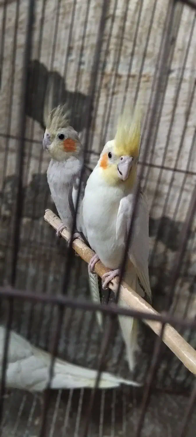 عروس هلندی|پرنده|آغاجاری, |دیوار