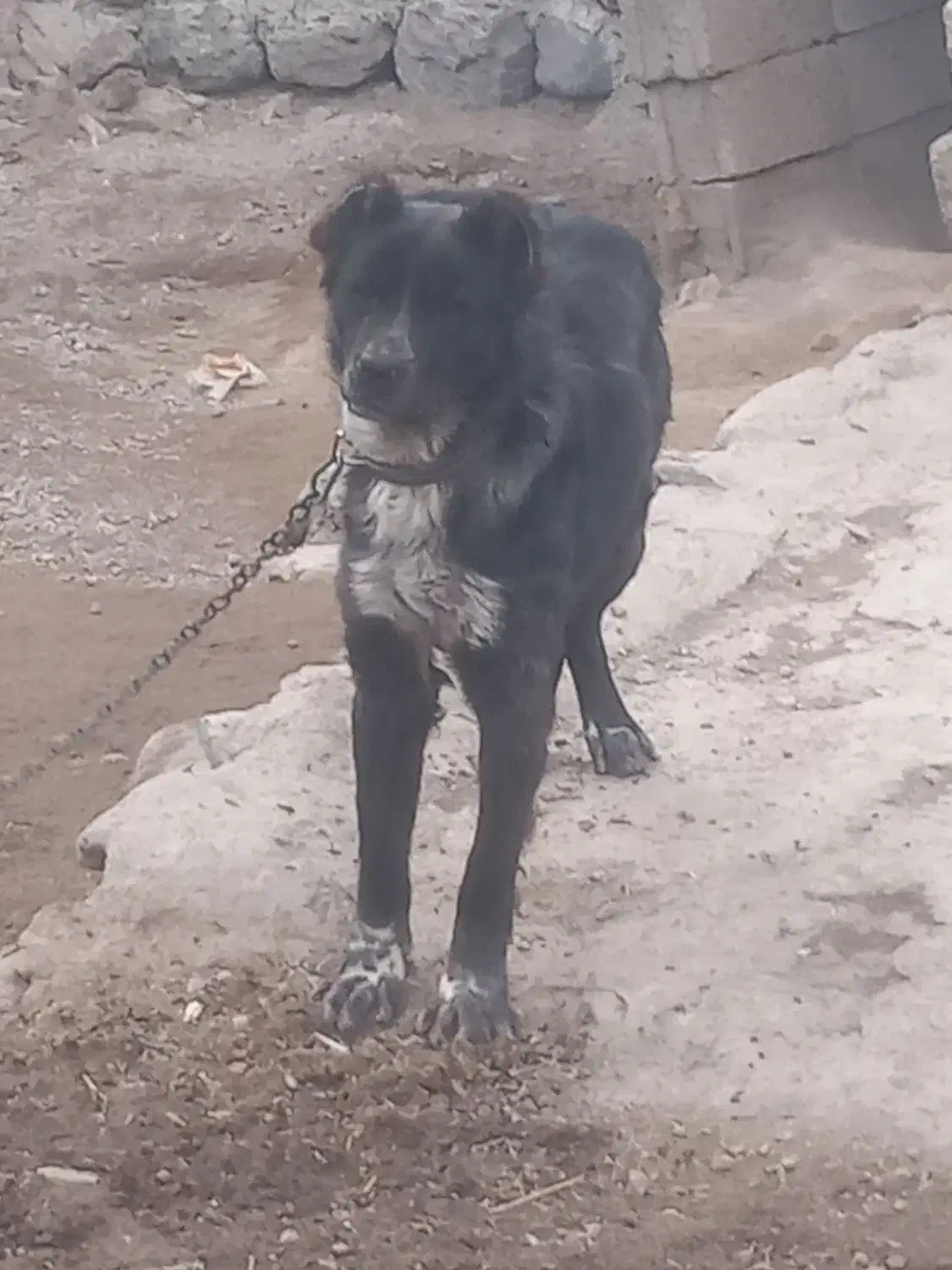 سگ ماده|سگ|مشگین شهر, |دیوار