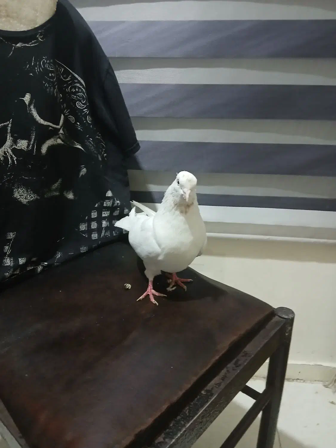 کبوتر  ماده اراکی|پرنده|اهواز, پردیس|دیوار