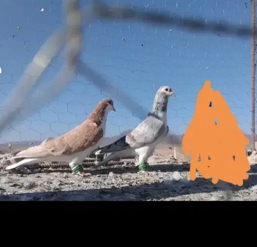 ساده هفترنگ آس|پرنده|رشتخوار, |دیوار