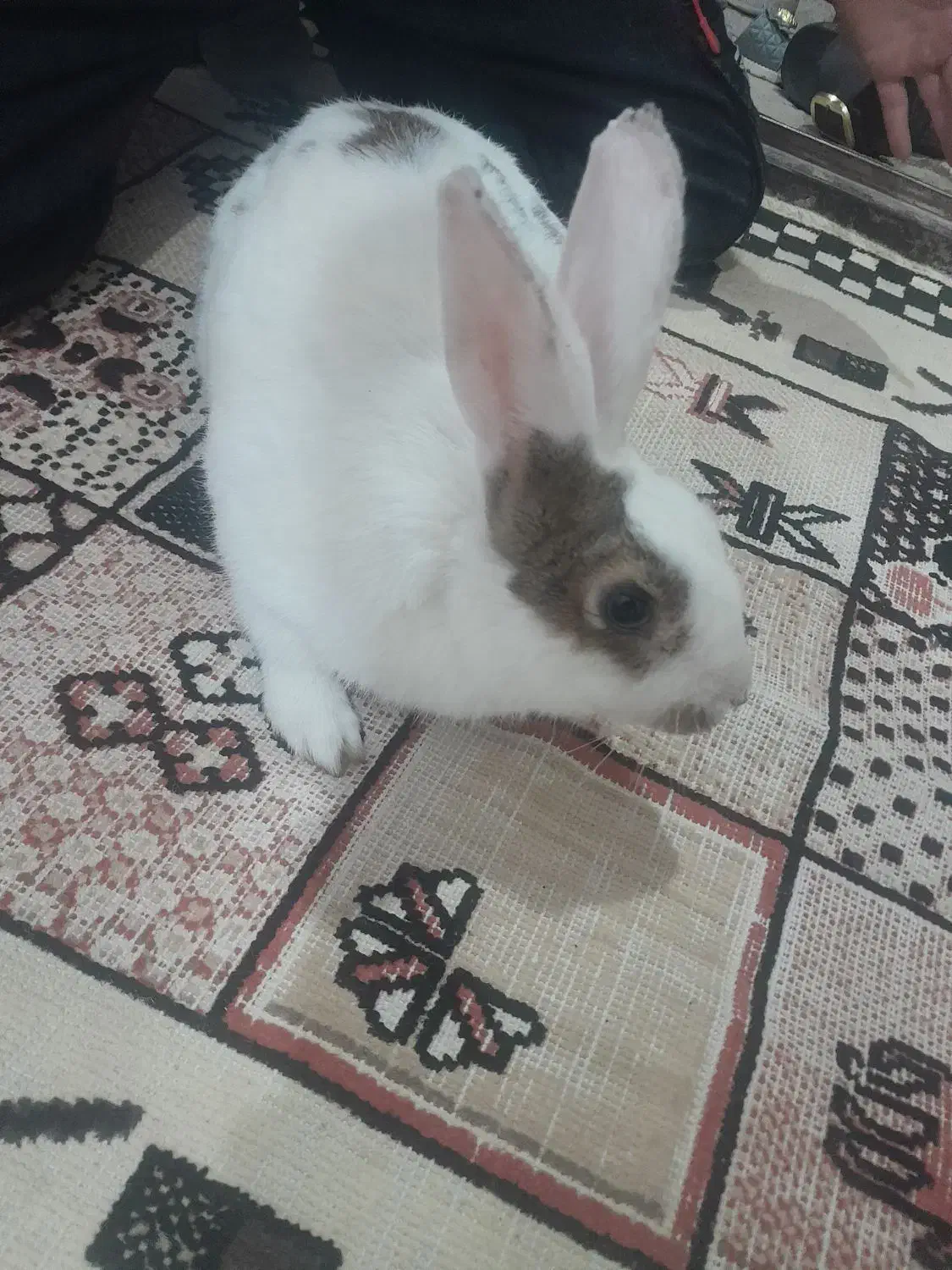 خرگوش خانگی|موش و خرگوش|شوش, |دیوار