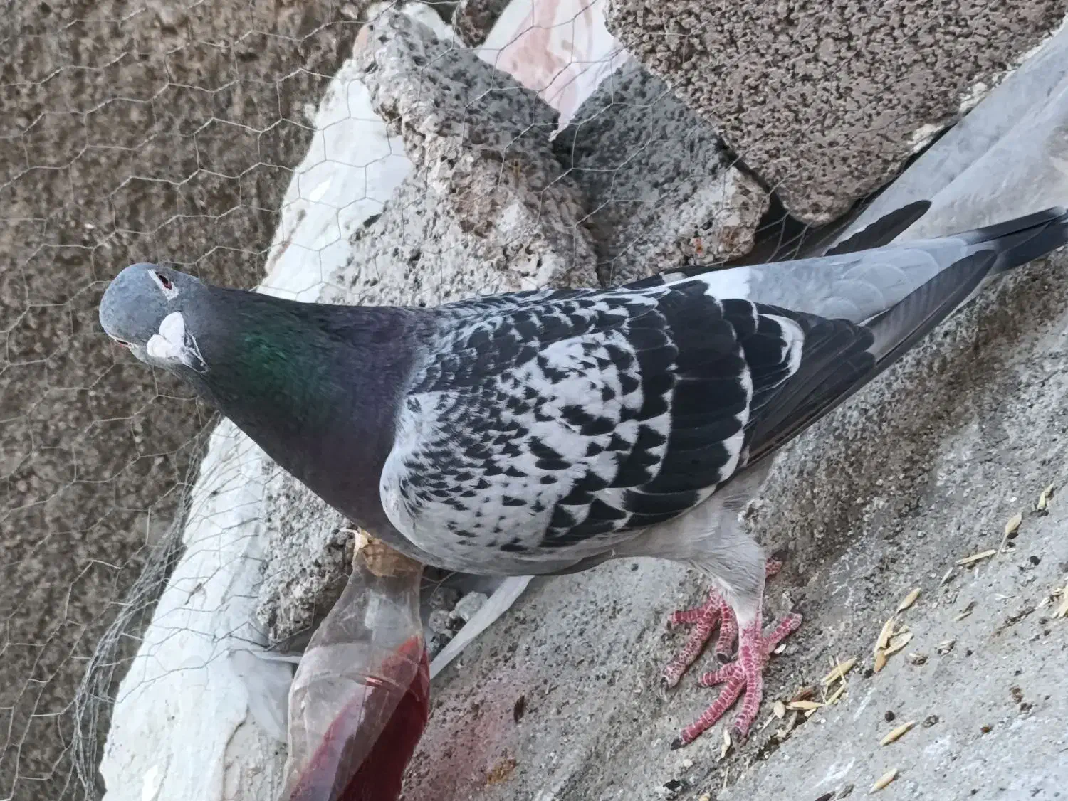 کفتر|پرنده|مشگین شهر, |دیوار