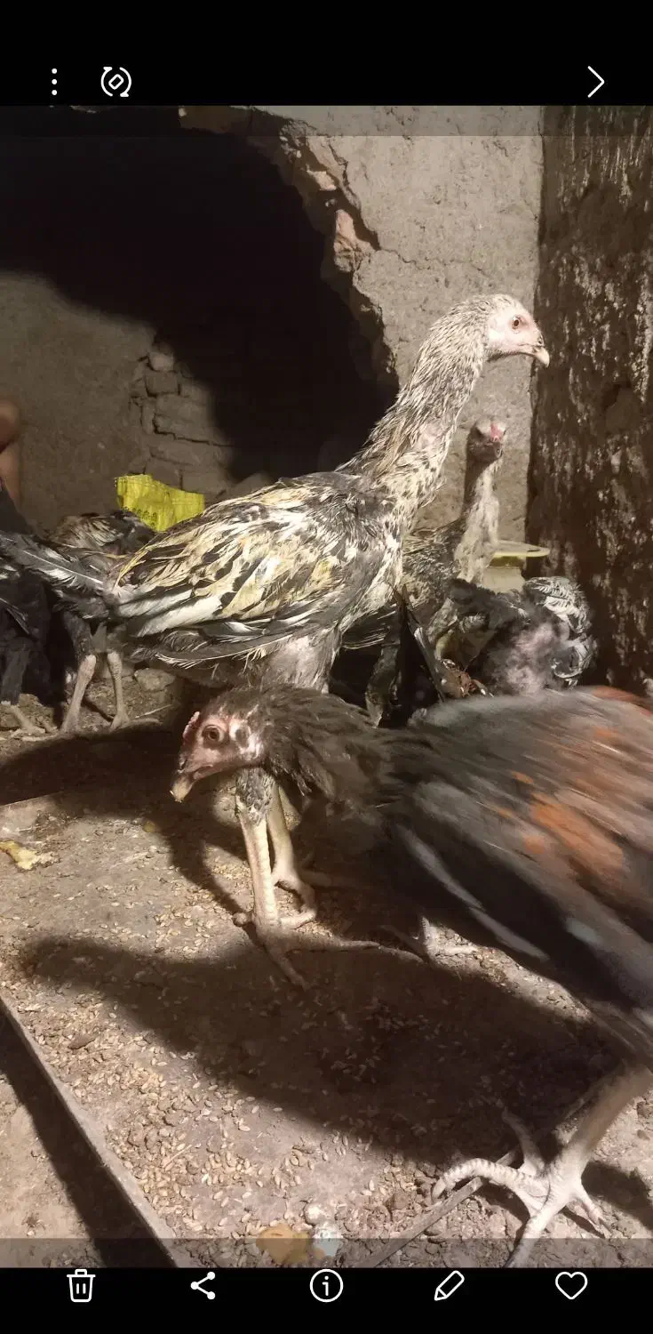 ۶ عدد جوجه خروس صابونی|حیوانات مزرعه|زابل, |دیوار