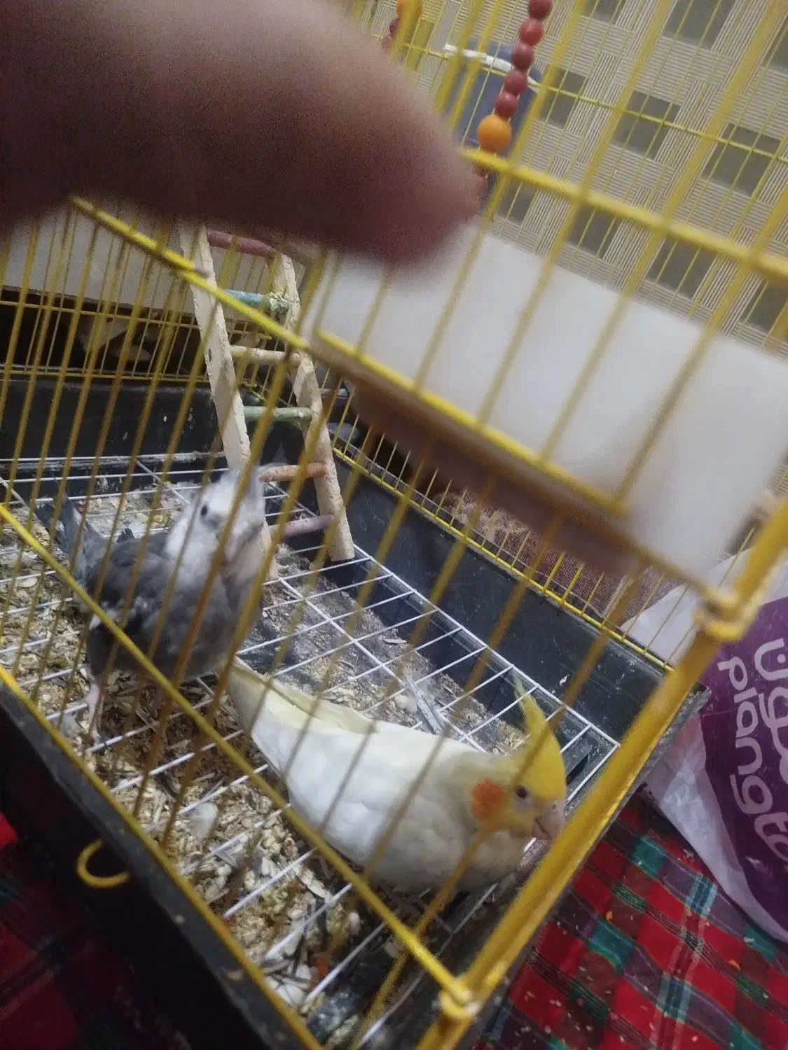 عروس هلندی|پرنده|کاشان, میدانگاه آقا|دیوار