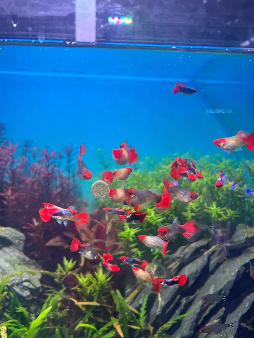 انواع ماهی آکواریومی گوپی وارداتی کمیاب|ماهی|شیراز, جانبازان|دیوار