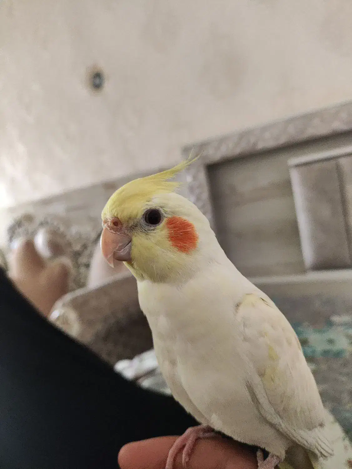 عروس هلندی گمشده|حیوانات|ماهدشت, |دیوار