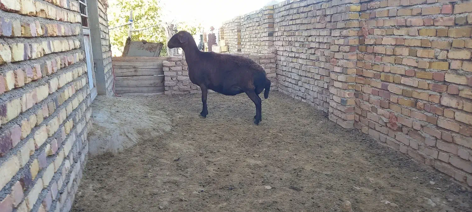 بره قزل افشار و میش قصر جوان|حیوانات مزرعه|سجاس رود, |دیوار