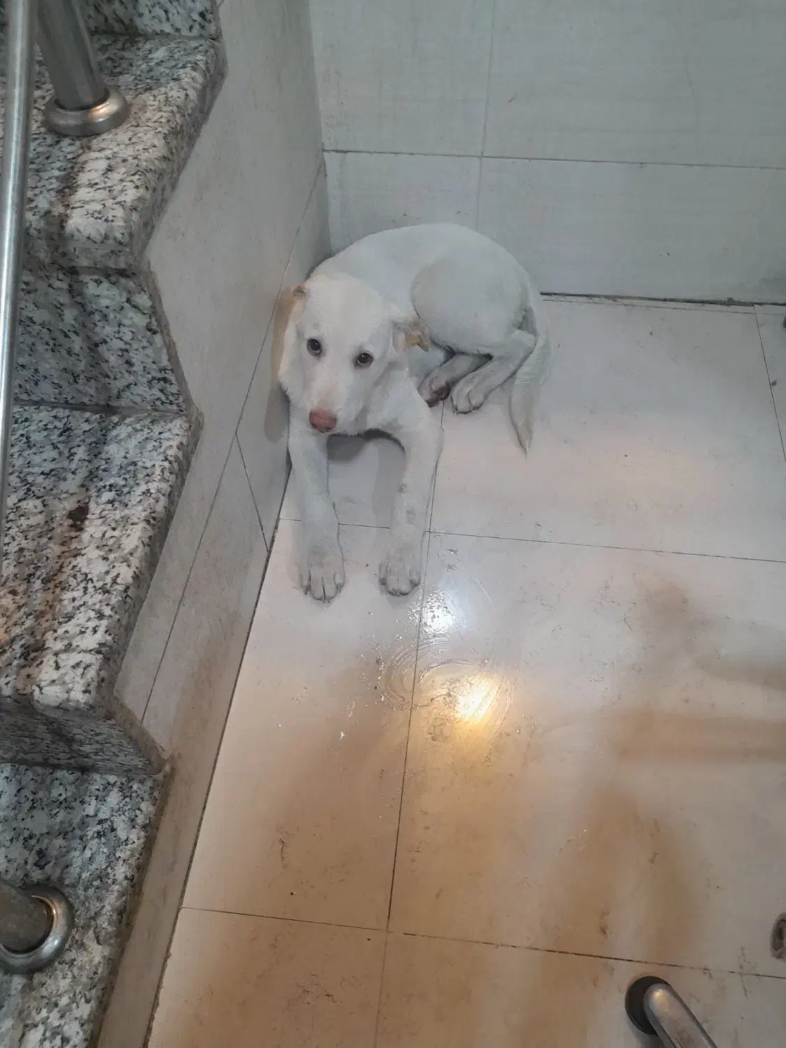 توله سگ خراسانی|سگ|شیراز, شهرک والفجر|دیوار