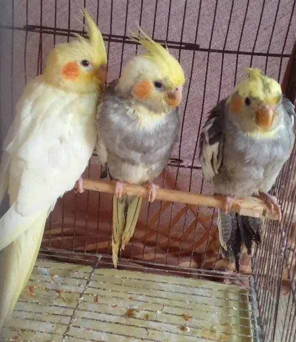 جوجه عروس هلندی|پرنده|بجنورد, |دیوار