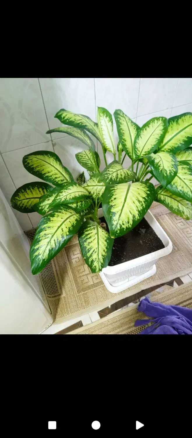 فروش گل طبیعی|گل و گیاه طبیعی|مریوان, |دیوار