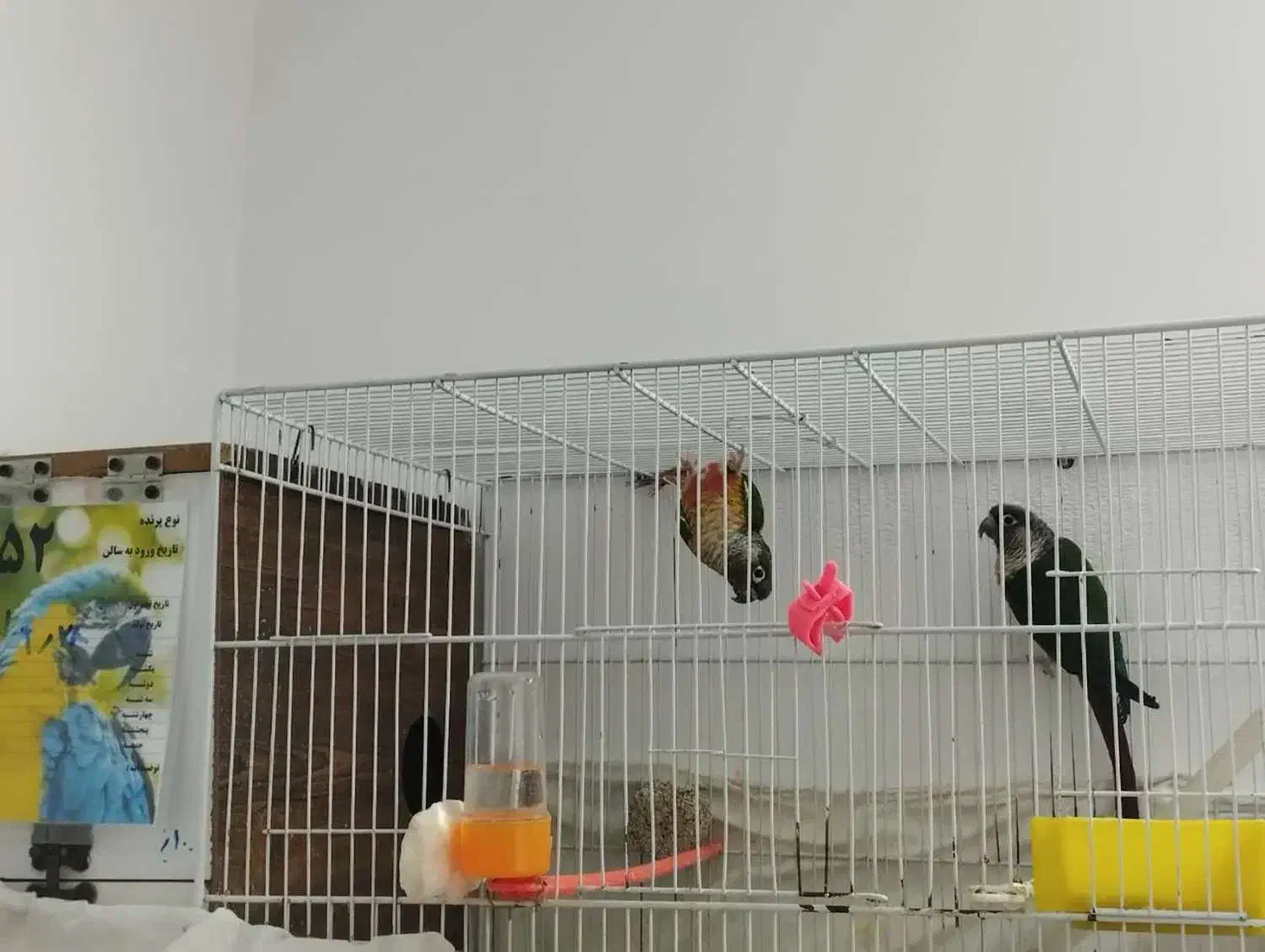 جفت گرینچیک مولد|پرنده|گلبهار, شهر جدید گلبهار|دیوار