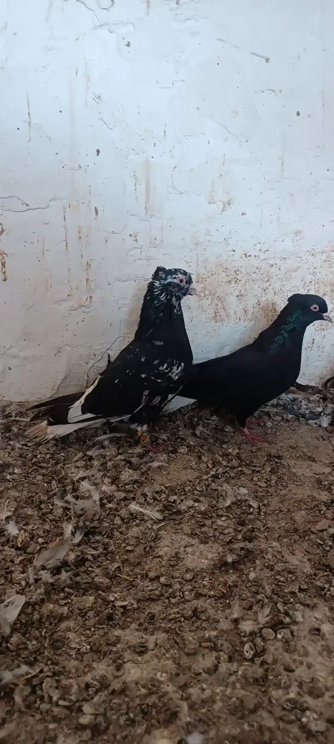 دم سفید|پرنده|اهرم, |دیوار