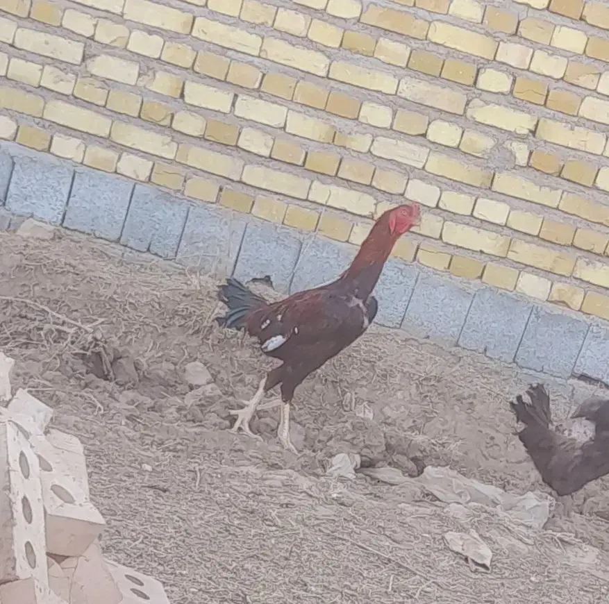 خروس لاری|حیوانات مزرعه|اردبیل, |دیوار