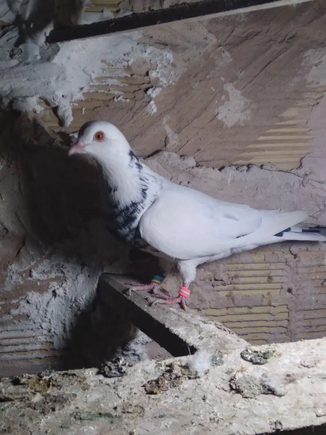 کبوتر پرشی|پرنده|خوی, |دیوار