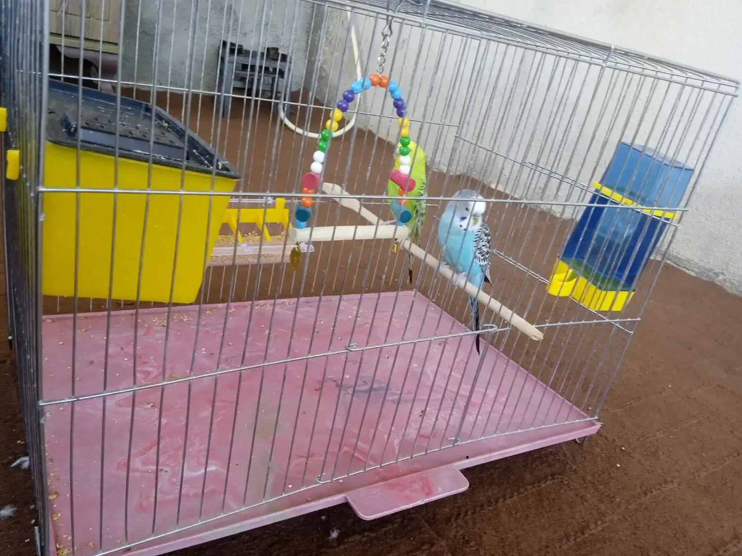 مرغ عشق|پرنده|کرفتو, |دیوار