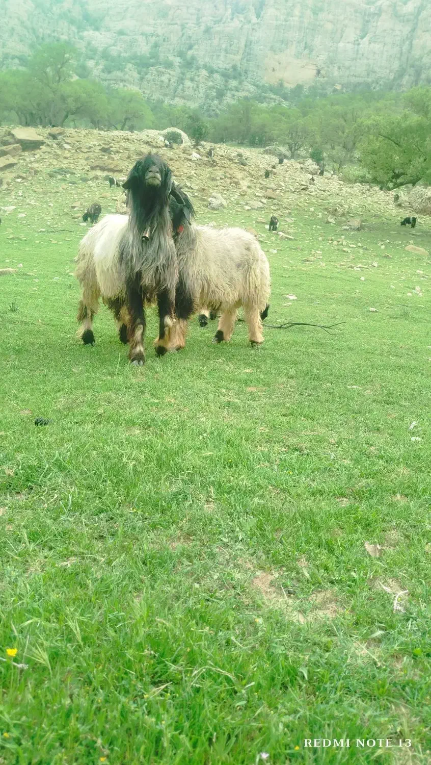 گوسفند کشتی|حیوانات مزرعه|مسجد سلیمان, |دیوار