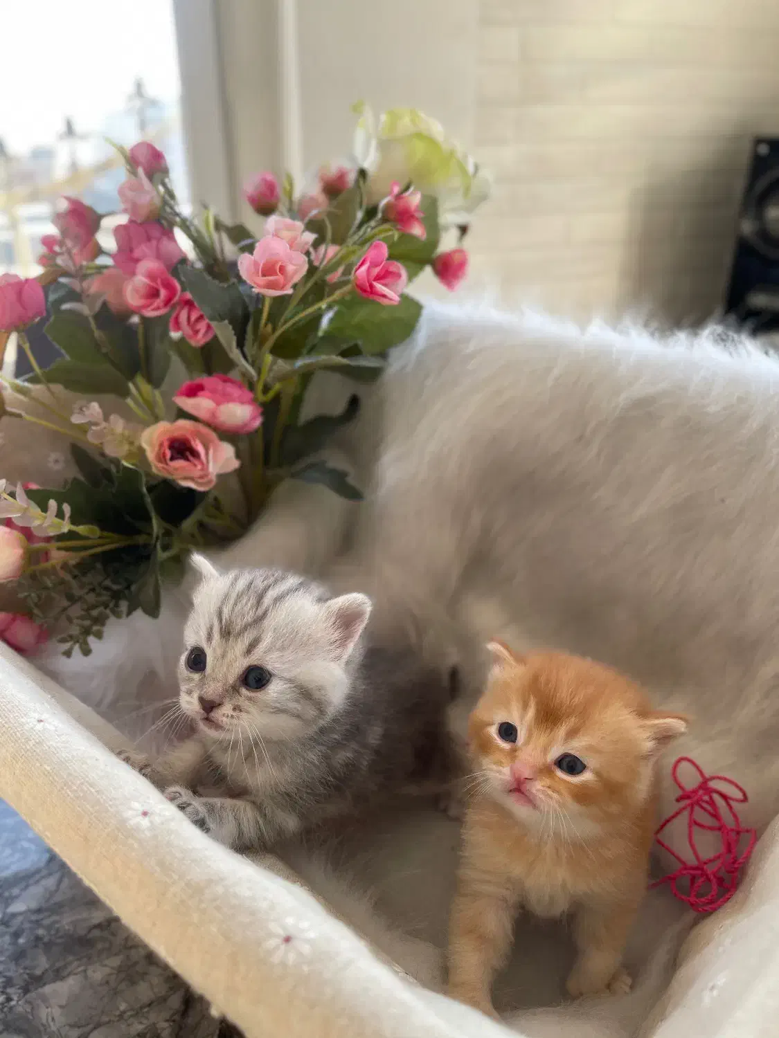 بر یتیشهای دو‌ماهه طلایی|گربه|تهران, بهاران|دیوار