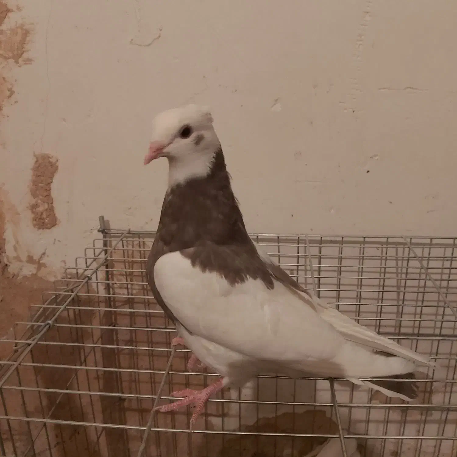 کبوتر|پرنده|کنگاور, |دیوار