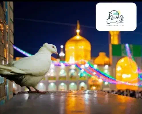 تور هوایی مشهد|تور و چارتر|تهران, کاج|دیوار