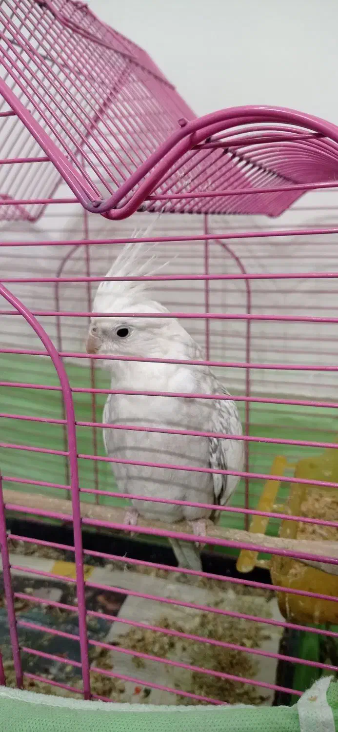 عروس هلندی ماده|پرنده|محمدیه-قزوین, |دیوار