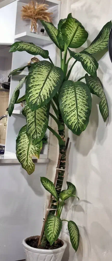 گل دیفن باخیا قدبلند،سالم و پر برگ|گل و گیاه طبیعی|نمین, |دیوار