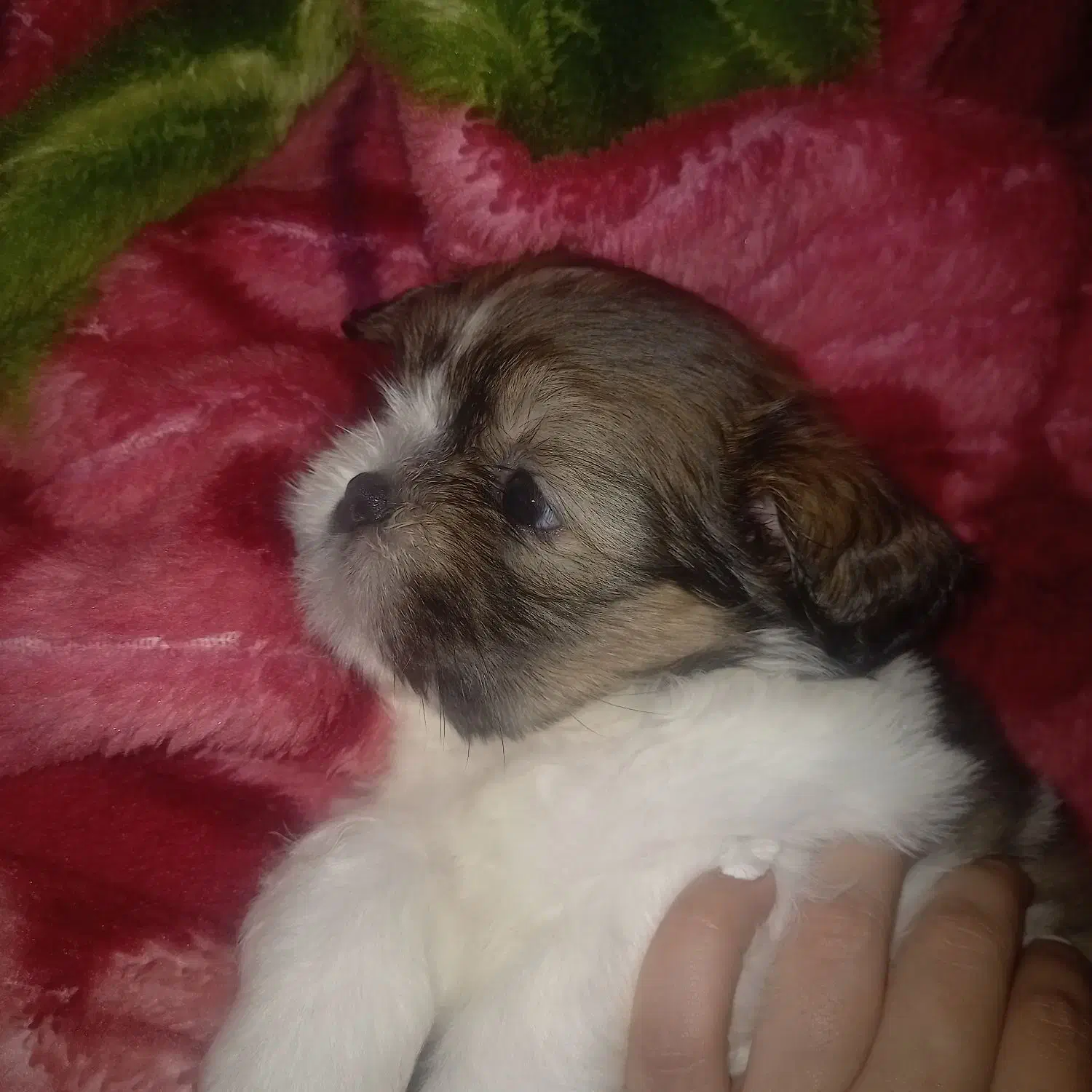 مالتیز|سگ|نوشهر, |دیوار