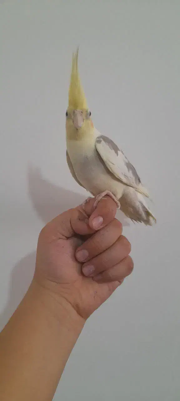 عروس هلندی|پرنده|قم, ولیعصر|دیوار