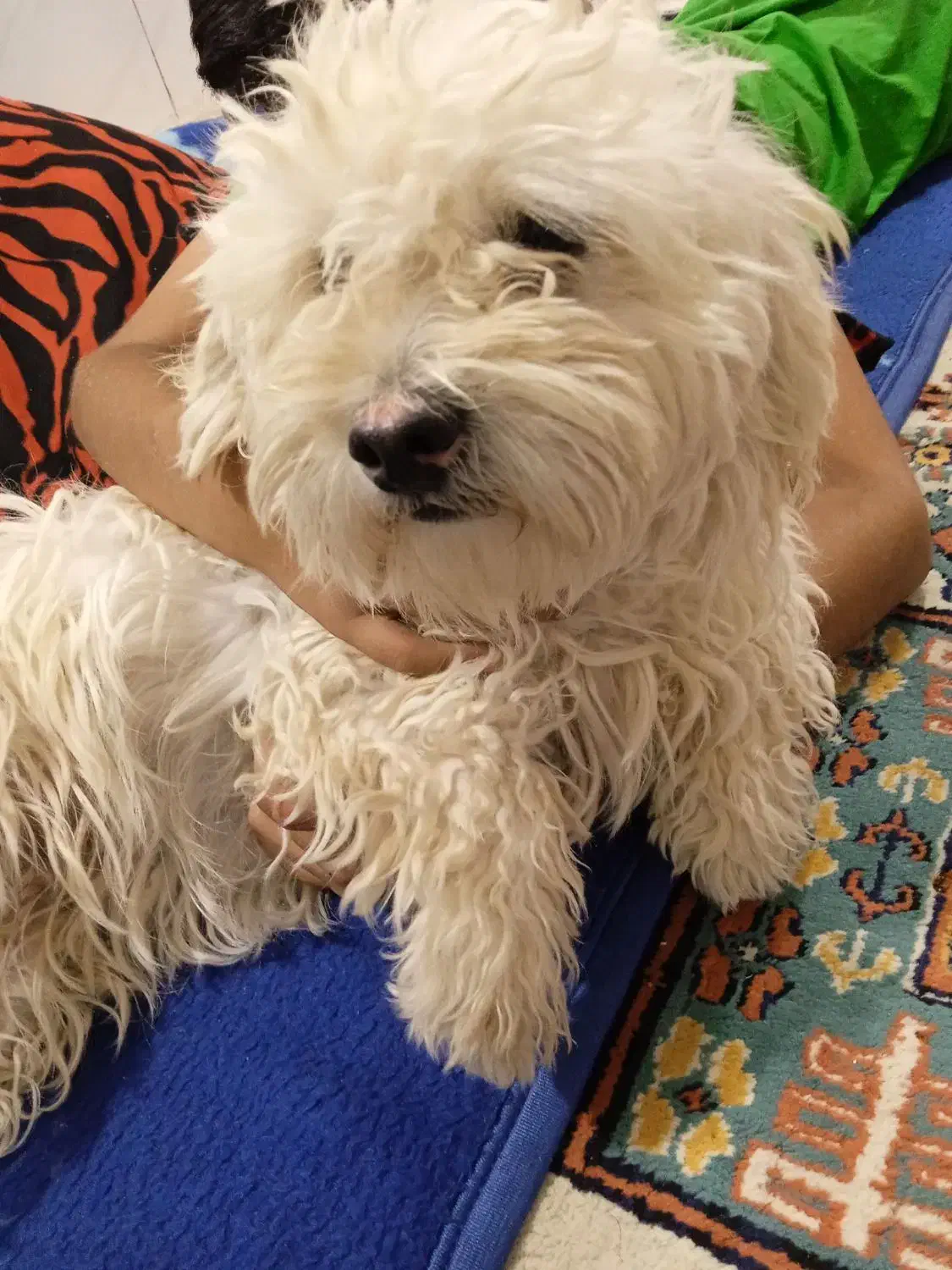 شیتزو ماده|سگ|باغستان, |دیوار