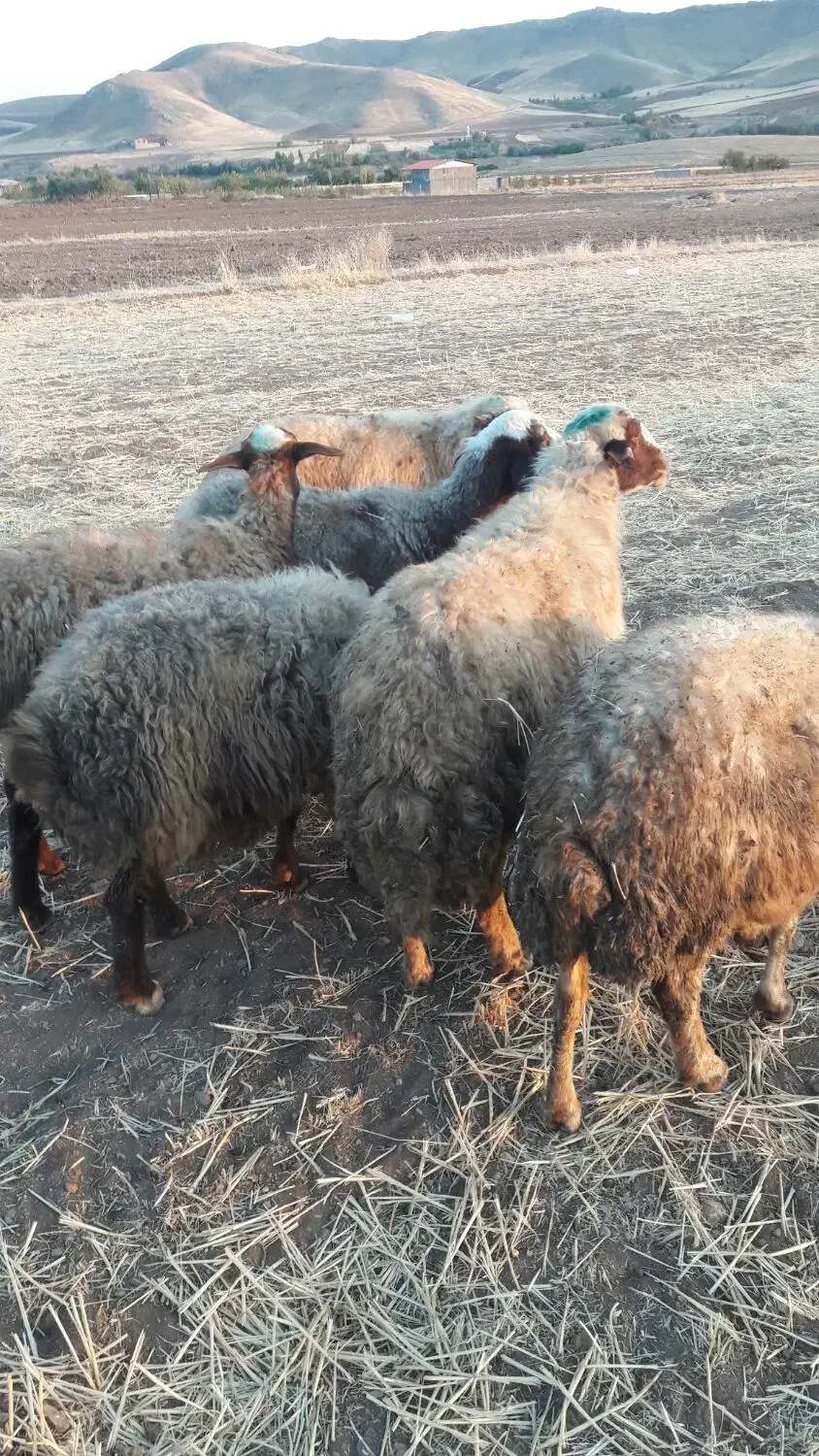 گوسفند|حیوانات مزرعه|سنندج, |دیوار