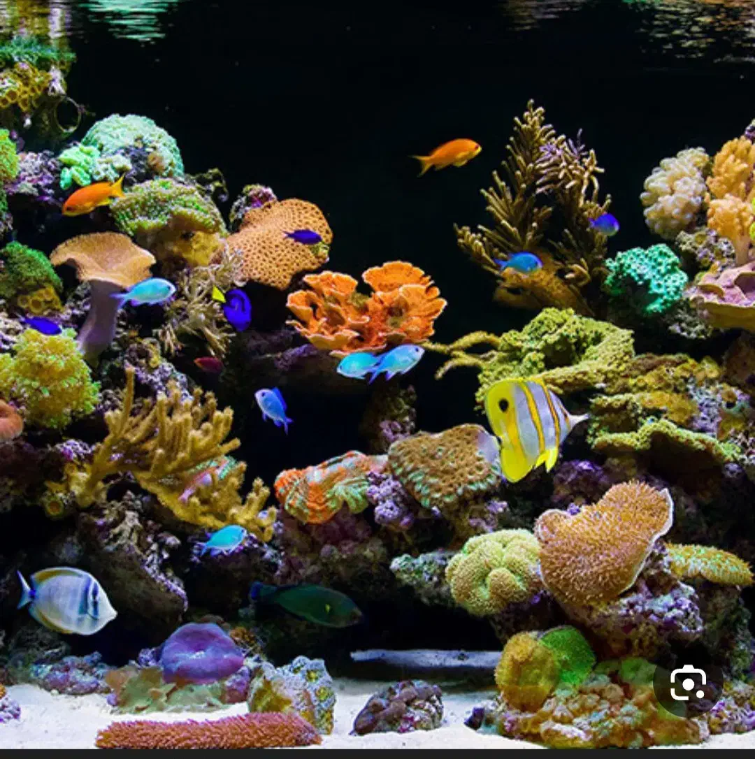 اکواریومبزرگ کوچک|ماهی|رفسنجان, |دیوار