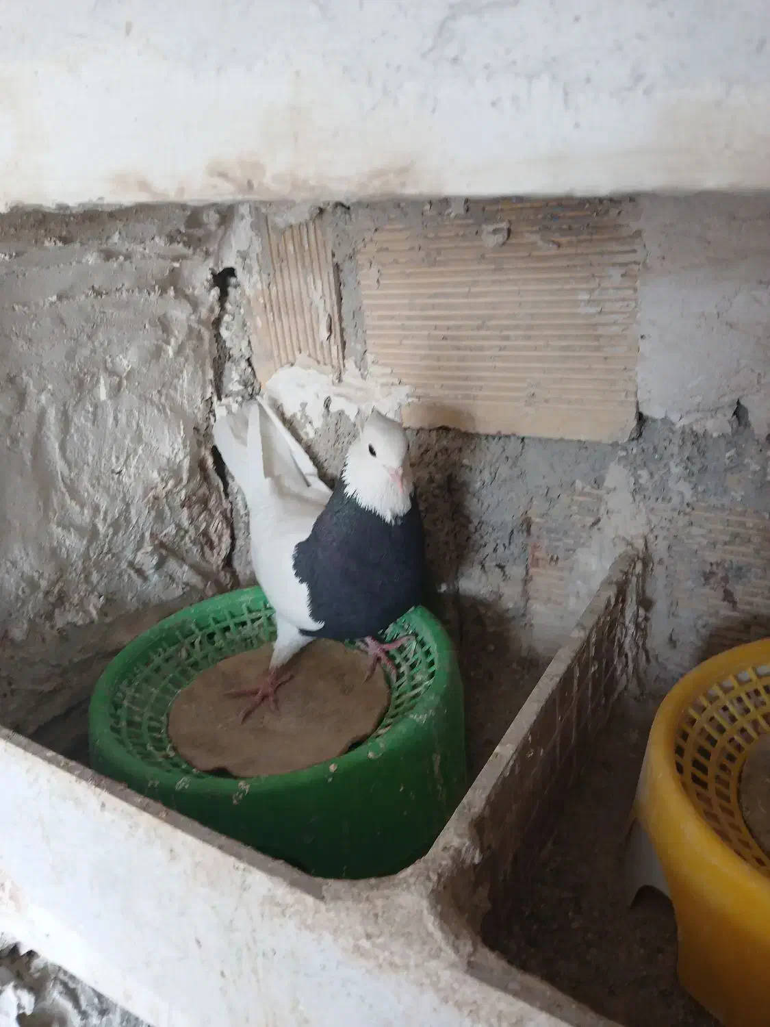 فروش طوقی|پرنده|دهدشت, |دیوار