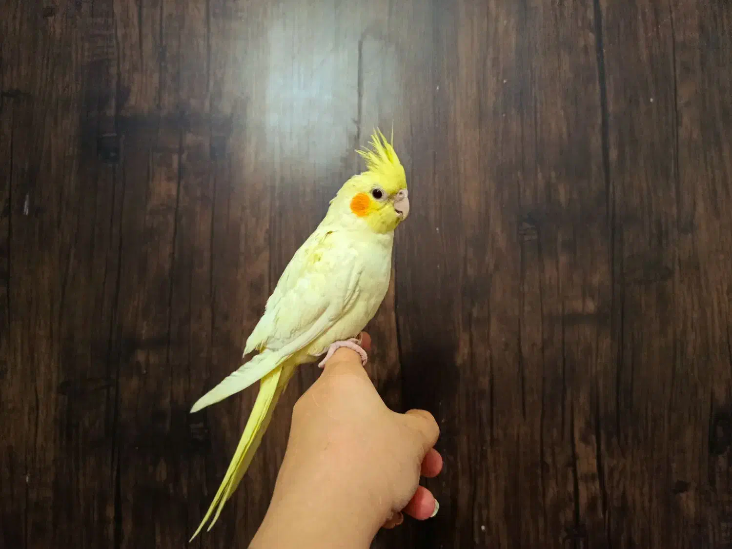 فروشی|فعالیت داوطلبانه|بروجرد, |دیوار