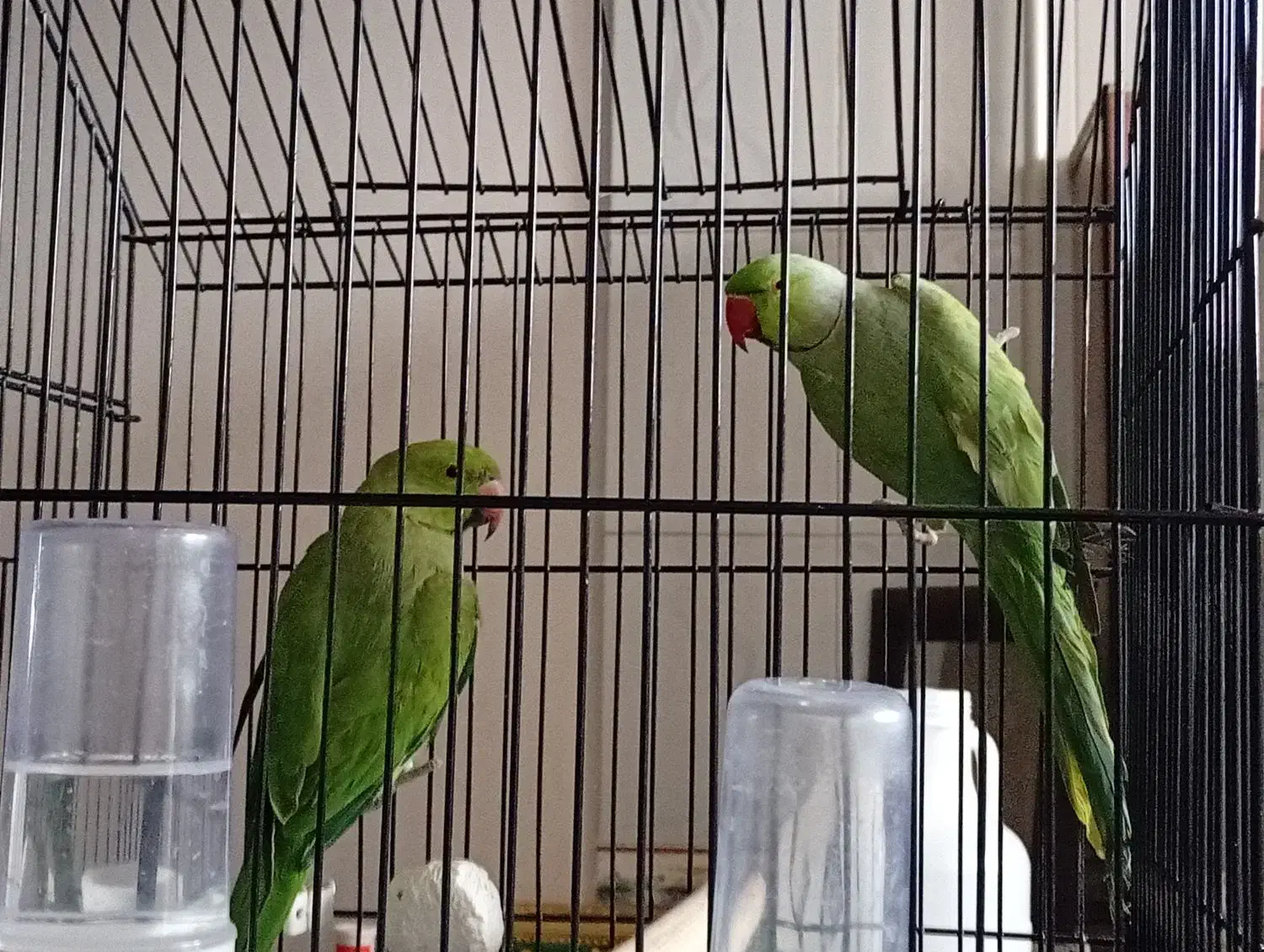 ملنگو واسکندر|پرنده|نهبندان, |دیوار