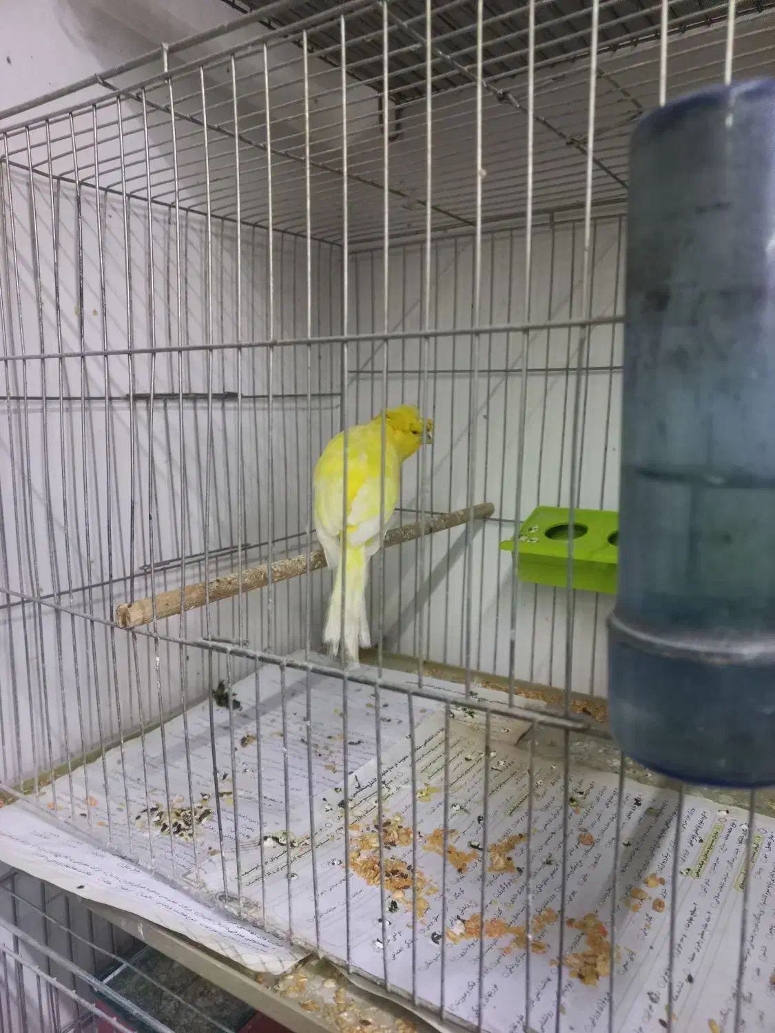 قناری و عروس|پرنده|تبریز, |دیوار