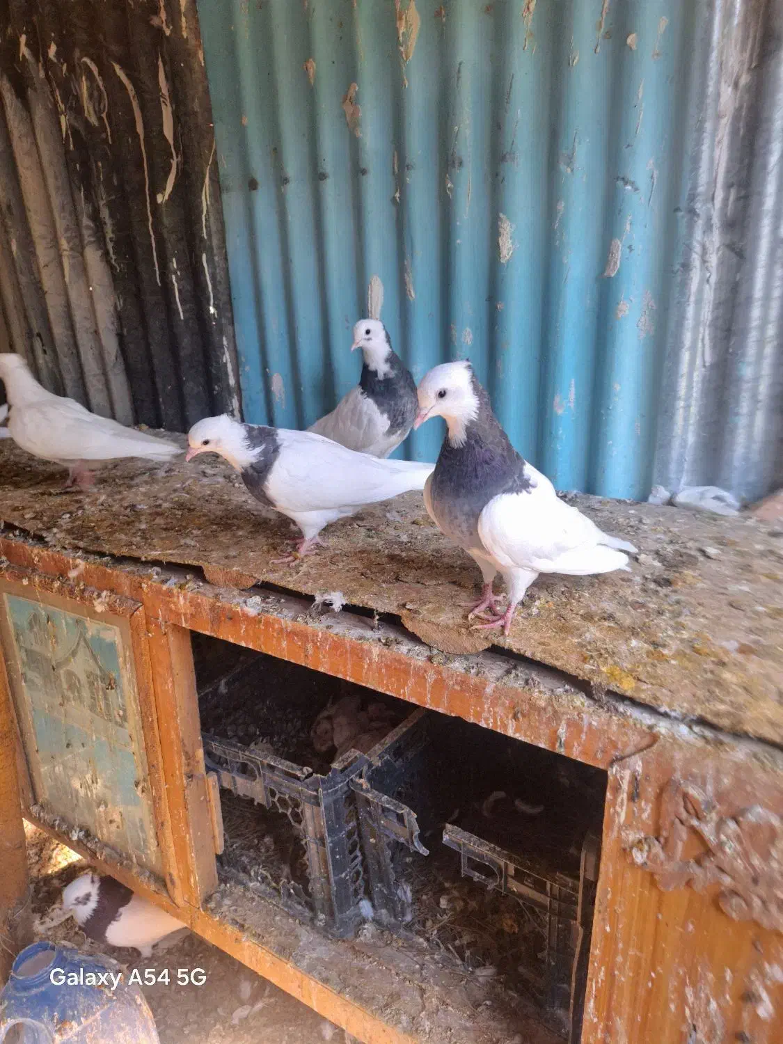 کبوتر طوقی|پرنده|شیراز, منطقه هوایی شهید دوران|دیوار