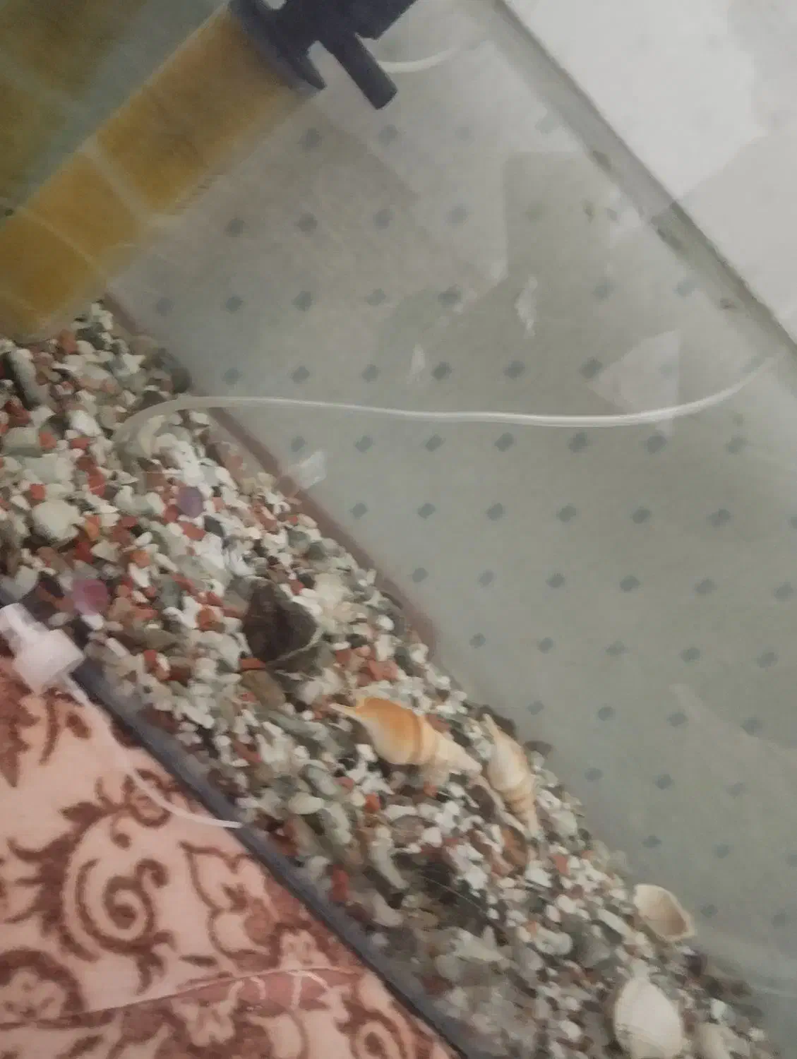 آکواریوم و حلزون|ماهی|صحنه, |دیوار