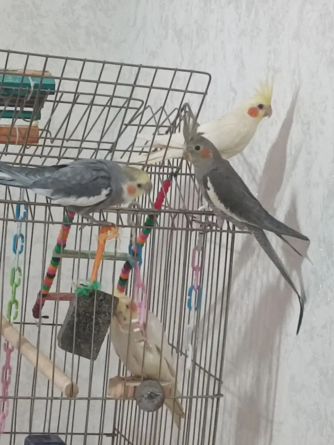 عروس هلندی|پرنده|رشت, حمیدیان|دیوار