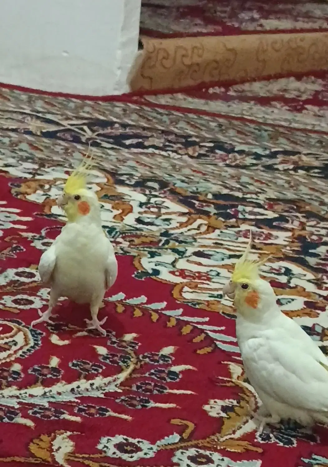 عروس هلندی لوتینو وسیامون|پرنده|مشهد, ثامن|دیوار