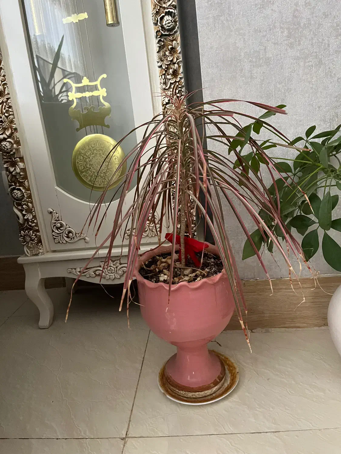 گل آپارتمانی|گل و گیاه طبیعی|صدرا-فارس, فاز ۱|دیوار