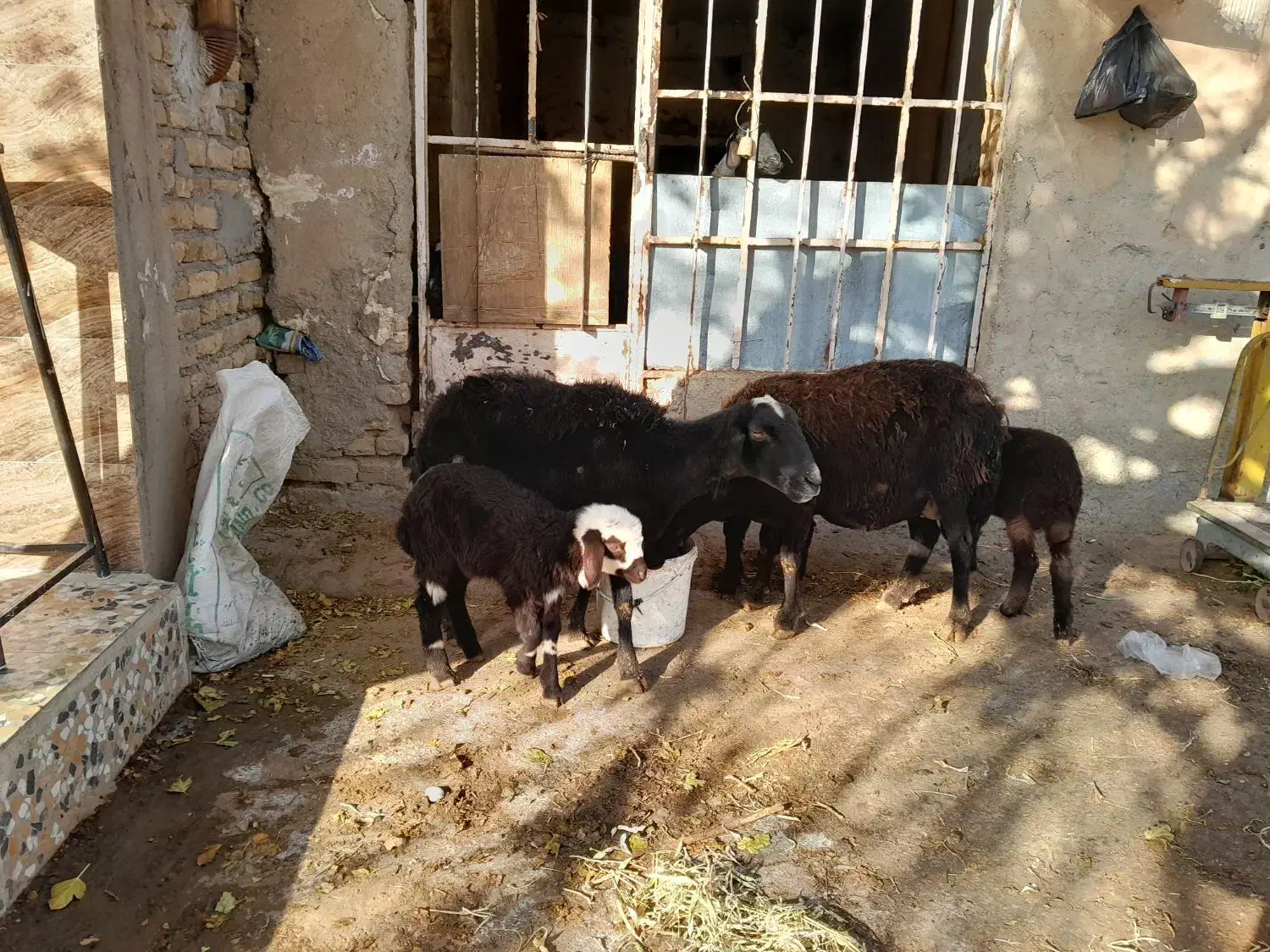 دوتا میش و سه تا بره یکیش دوقلو|حیوانات مزرعه|زرین دشت (همدان), |دیوار