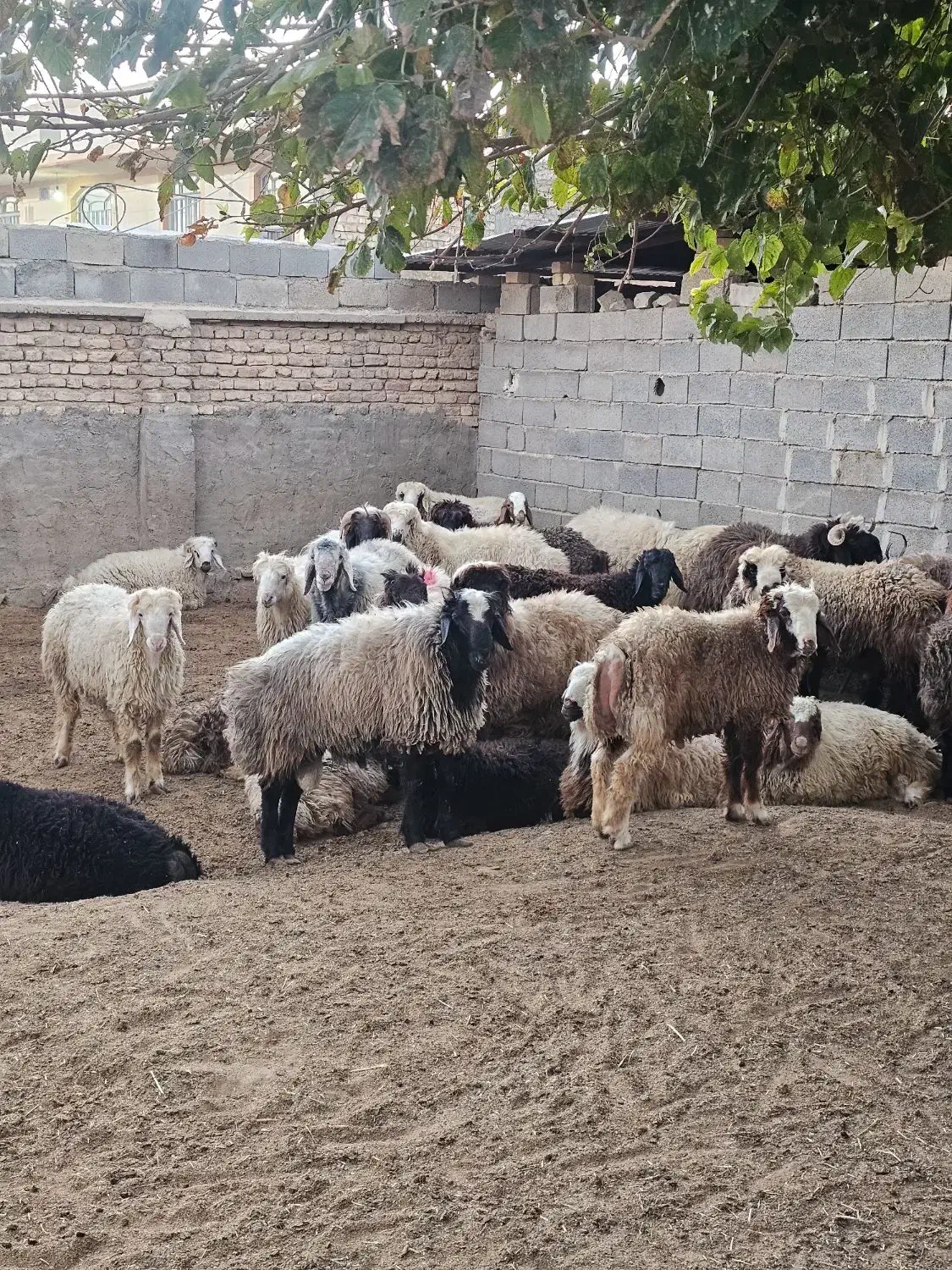 بره نر|حیوانات مزرعه|مرودشت, شهرک مهدیه|دیوار