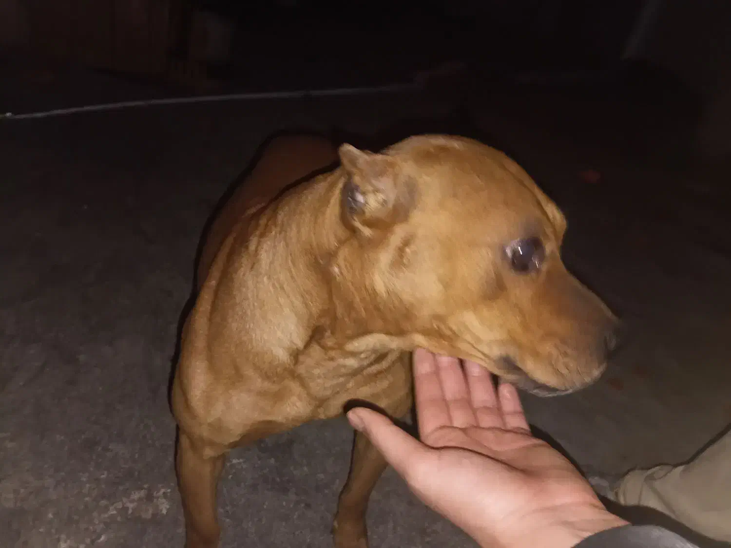 سک پیتبول|سگ|کرج, کرج نو|دیوار